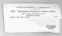 Hydnoporia fuscescens image